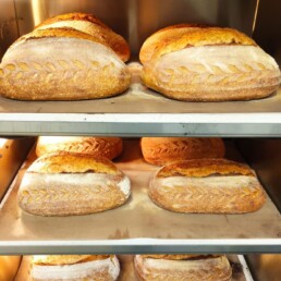 builin beg loaves in oven